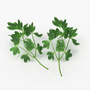 3d model of realistic parsley real vegetables