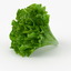 realistic lettuce real vegetables 3d model