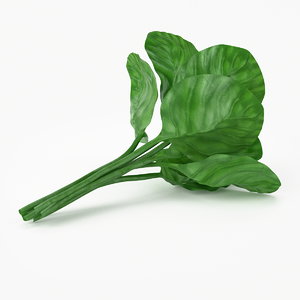 c4d realistic spinach real