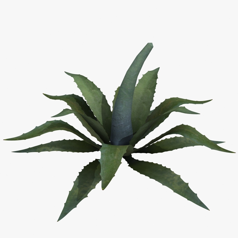 max agave plant