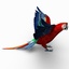 max scarlet macaw