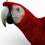 max scarlet macaw
