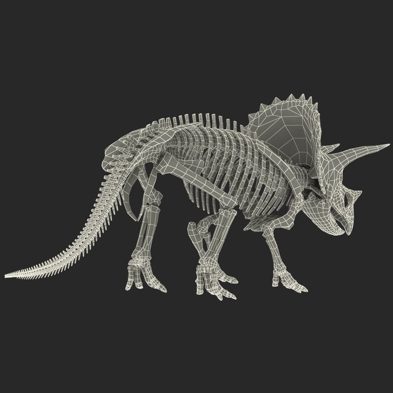 full triceratops skeleton