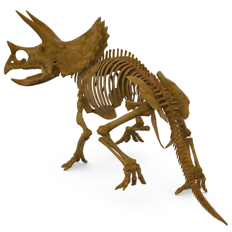 complete t rex skeleton triceratops