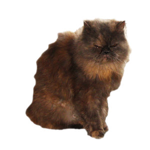 brown cat