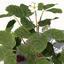 3d agricultural plants xfrogplants dvds model