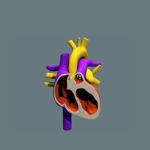human heart 3d 3ds