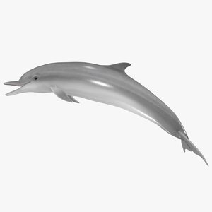 realistic dolphin pose 2 3d model