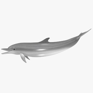 3d model realistic dolphin pose 3