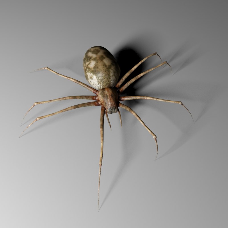 3d realistic spider model