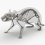 dugm01 rat anatomy male max