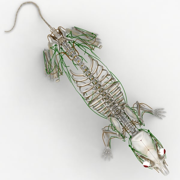 dugm01 rat anatomy male max