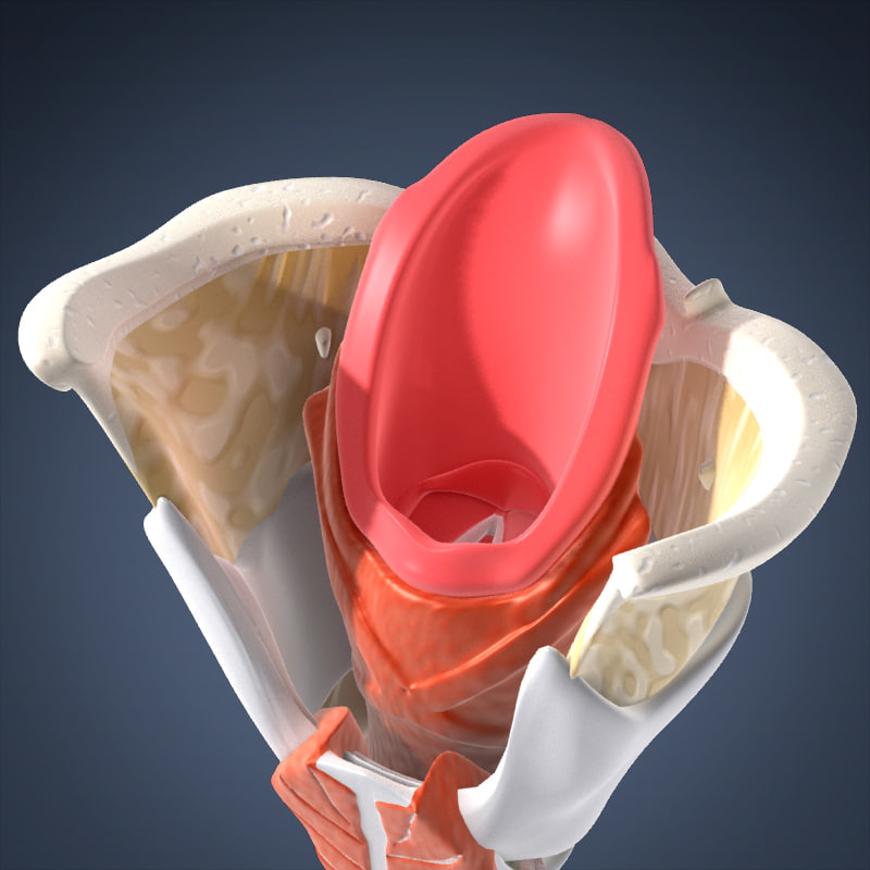 human larynx animation 3d model