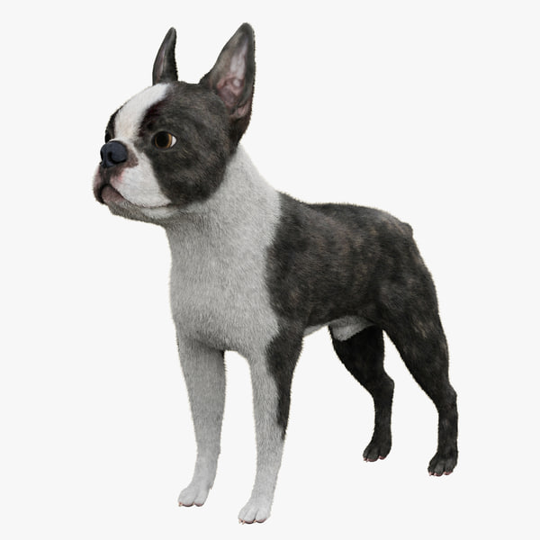 Dog 3D Models for Download | TurboSquid