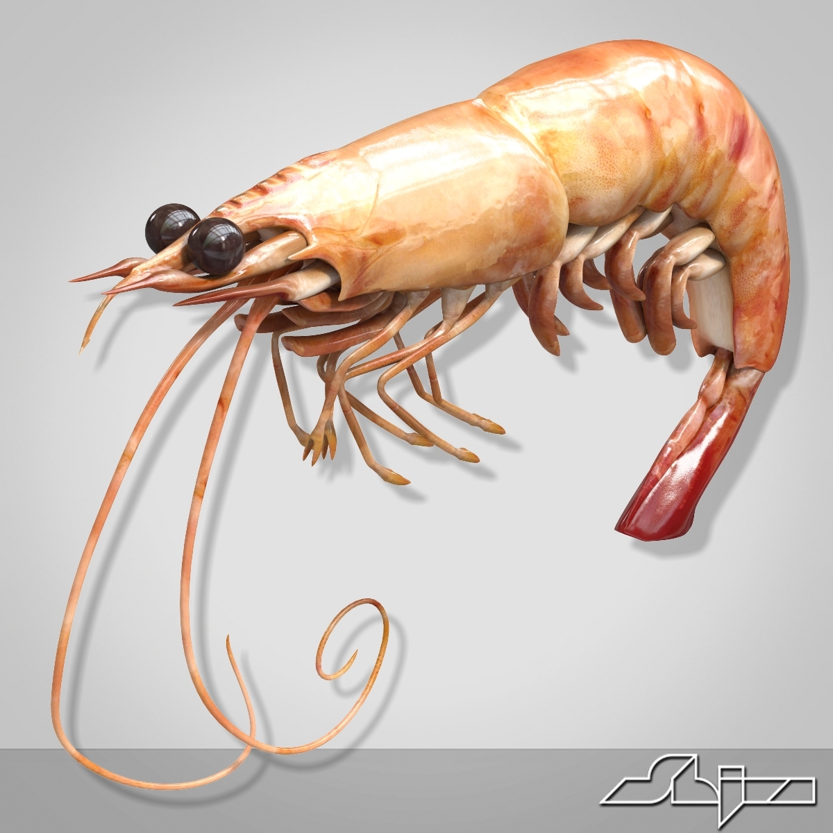 shrimp 3ds