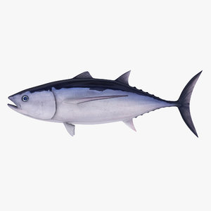 3dsmax tuna albacore