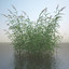 phragmites common reed grass obj