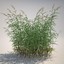 phragmites common reed grass obj