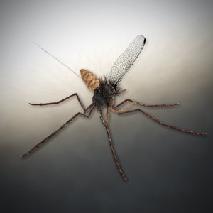mosquito 3d blend