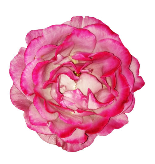 Texture JPEG rose pink flower
