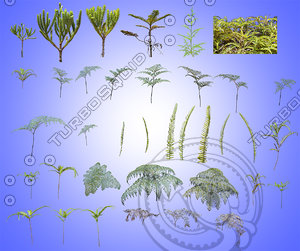 Fern PACK