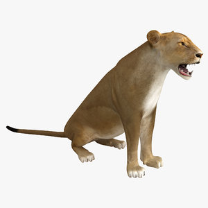 3d lioness pose 4 model