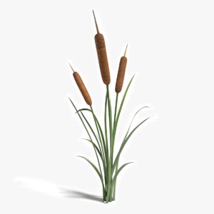 cattail plant 3ds