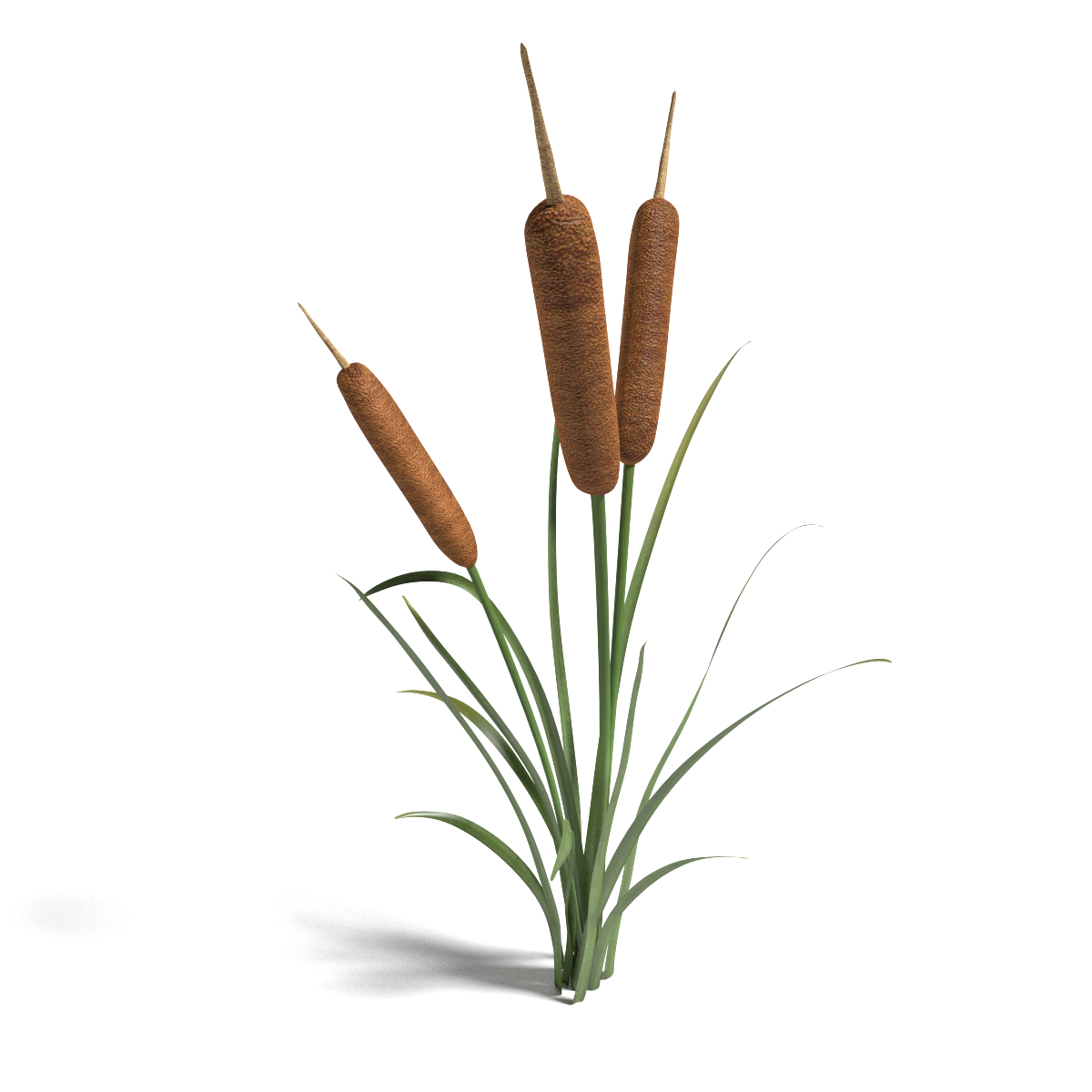 cattail plant 3ds