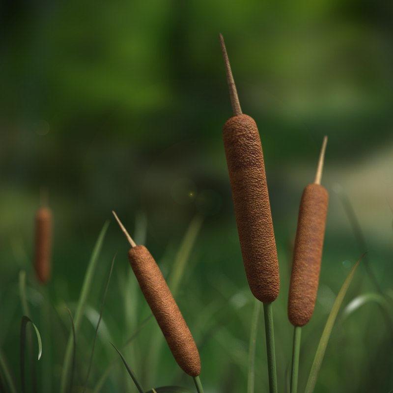 cattail plant 3ds