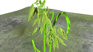 3d model oat plant