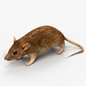 rat mouse 3d model