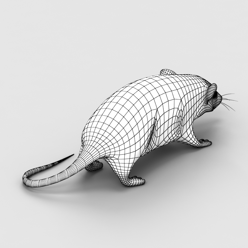 rat mouse 3d model