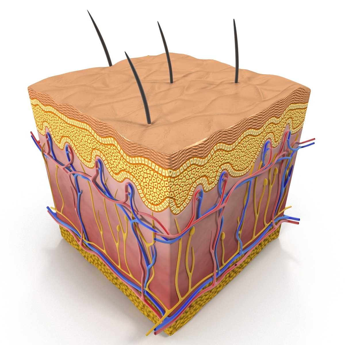 skin section 3d max