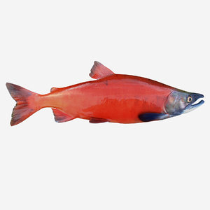 3d model sockeye salmon