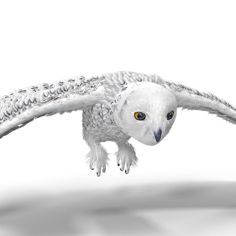 3d model snowy owl pose 1