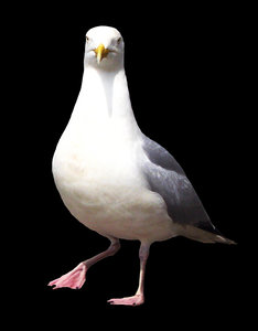 sea gull