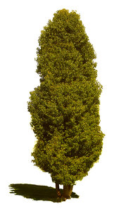 tree 2