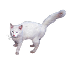 white cat