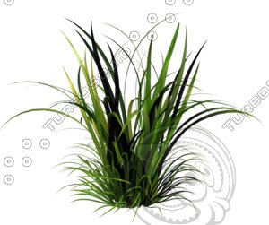 grass