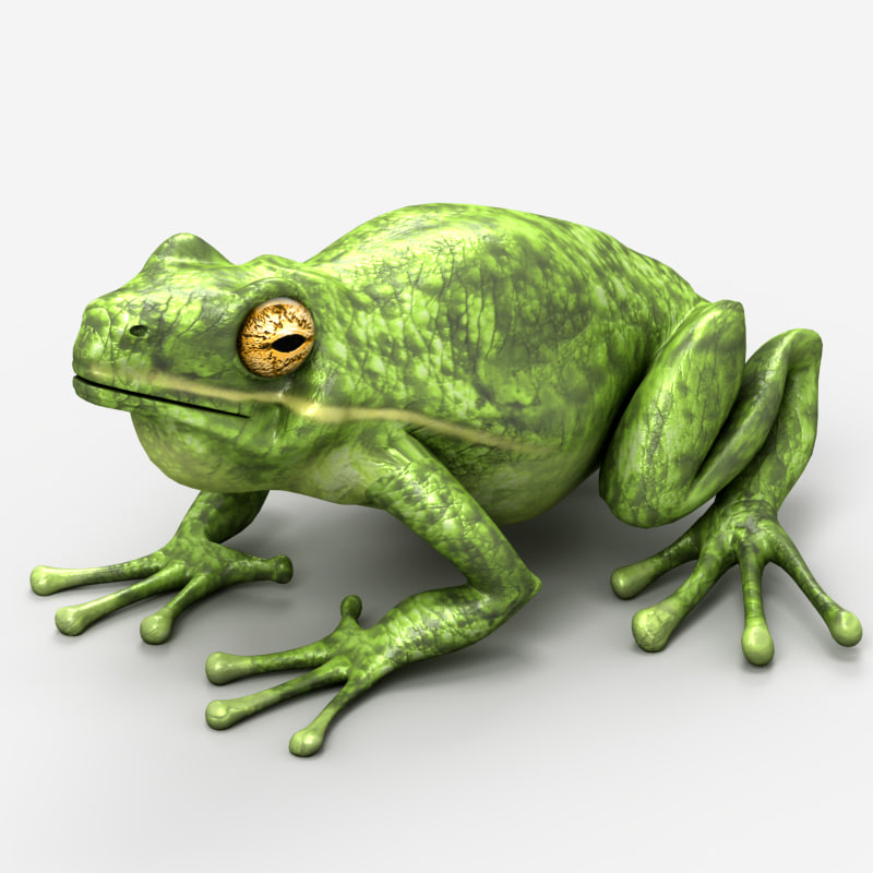 3d model frog