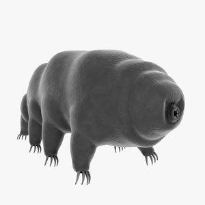 tardigrade water bear 3d model