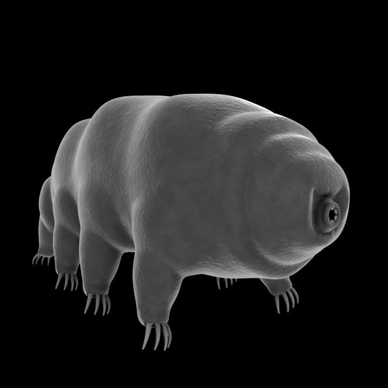 tardigrade water bear 3d model