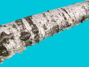 birch bark - 3ds