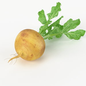 3d model realistic turnip real