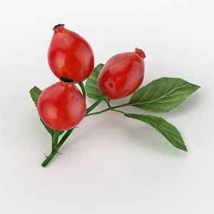 realistic rosehips real max