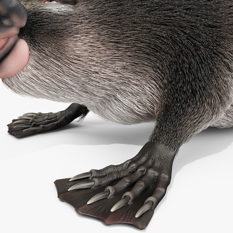 3d model platypus fur