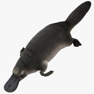 3d platypus fur pose 1
