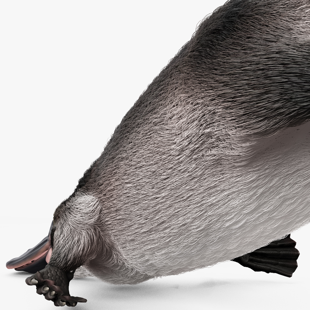 3d platypus fur pose 1