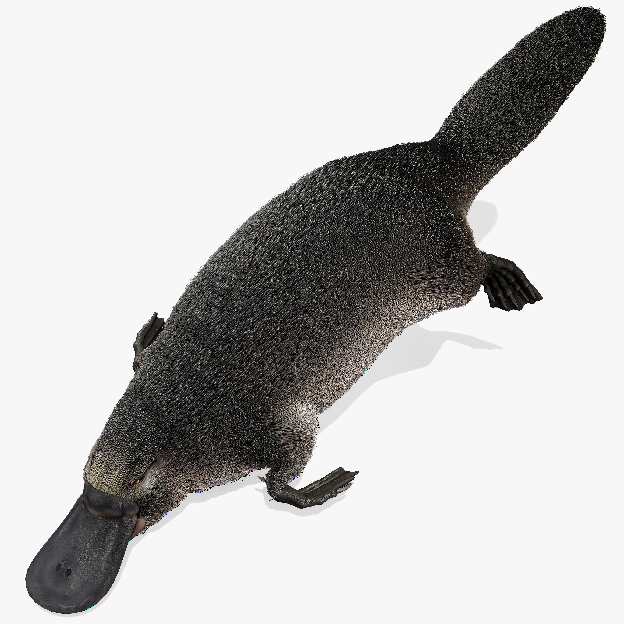 3d platypus fur pose 1