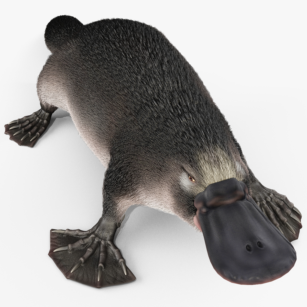 platypus 2 liter